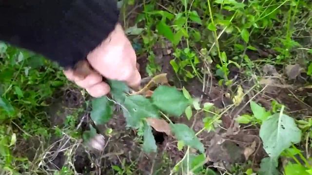 Як виглядає не сумісність. Абрикос"Чорний Принц" на жерделі. смотреть онлайн