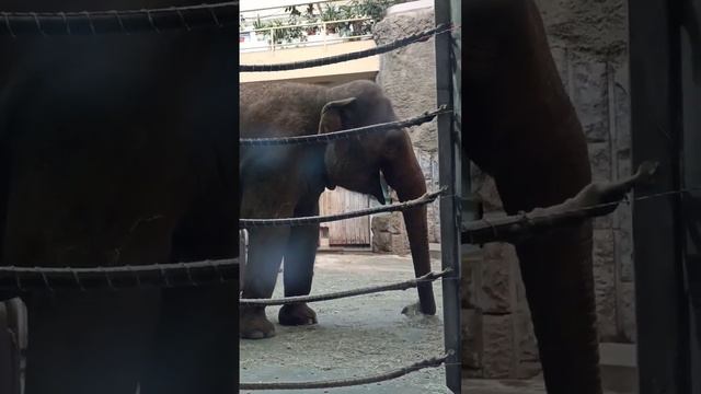 Слон в Московском зоопарке смотреть онлайн