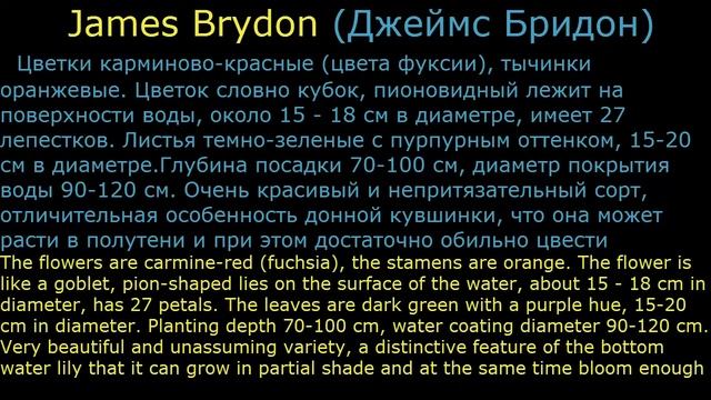 #Кувшинки #Нимфеи красные3 Декоративные #растения смотреть онлайн