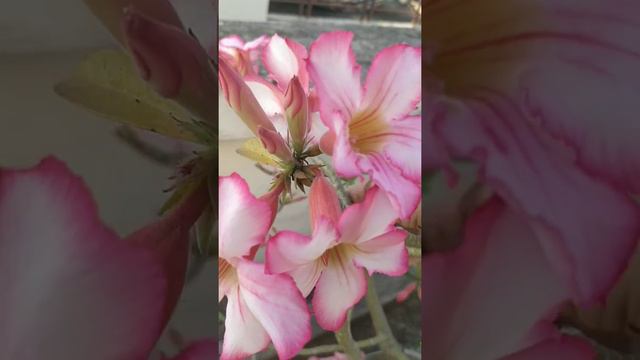 #prabhatnalini's❤️#cute# garden's#👌# desert#roses🌹# смотреть онлайн