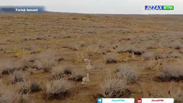 FORISH CHO'LLARIGA 40 TA TUVALOQ QO'YIB YUBORILDI смотреть онлайн