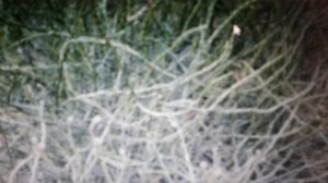 Солянка холмовая - польза ,применения и вред.