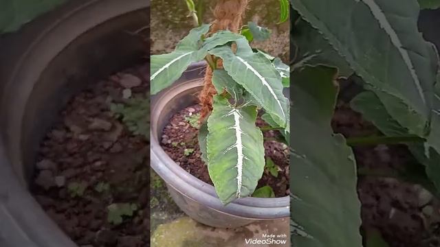 Syngonium Wendlandii смотреть онлайн