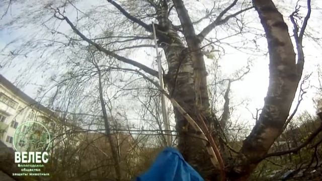 Легко ли снять кота с дерева смотреть онлайн