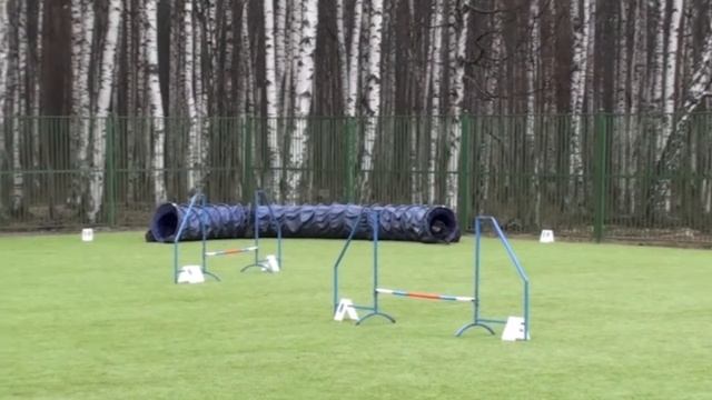 Первенство СПб по аджилити, 20.04.13 г. Пискаревская v11 смотреть онлайн