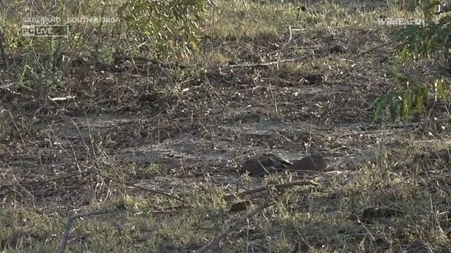 WildEarth - Sunset Safari - 07 October 2023 смотреть онлайн