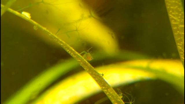 Гидра зеленая - Chlorohydra viridissima в аквариуме поймала дафнию смотреть онлайн