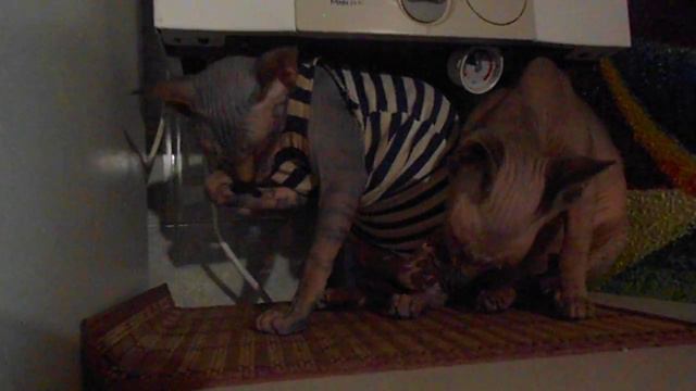 Сфинксы умываются смотреть онлайн