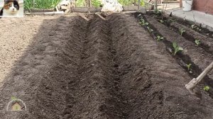 Как правильно сделать грядки траншеи под помидоры в открытом грунте