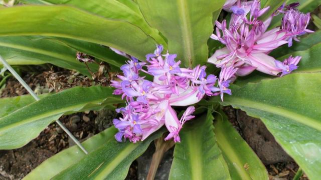 Amazing Flowers in Berlin streets, parks and Botanical garden смотреть онлайн