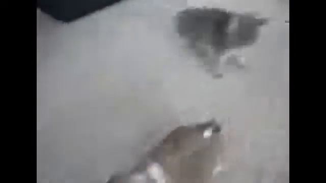 Злые и страшные животные)))))) смотреть онлайн