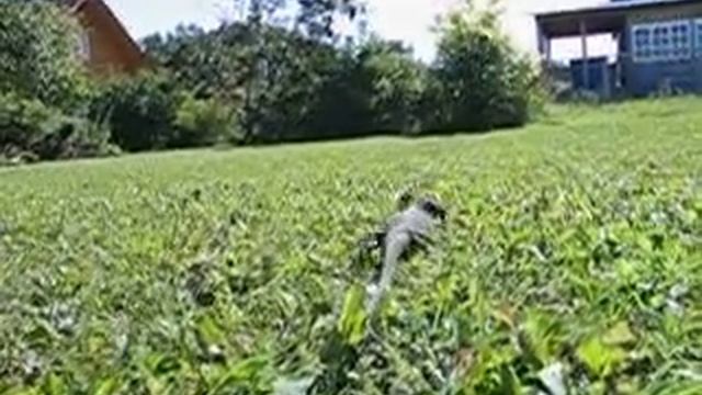 Varanus Jobiensis на даче. смотреть онлайн