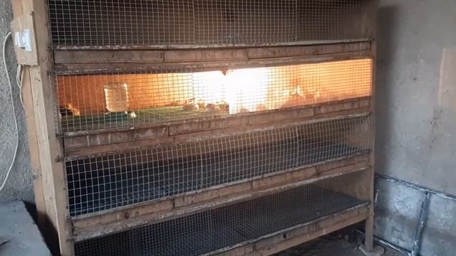 Жизнь на своей земле, пашем огород, заводим новую партию цыплят смотреть онлайн