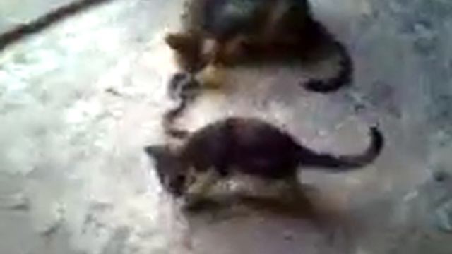 Кошка змеелов.3gp смотреть онлайн