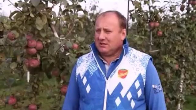 Сбор урожая яблок в Совхозе им. Ленина Ленинского района смотреть онлайн