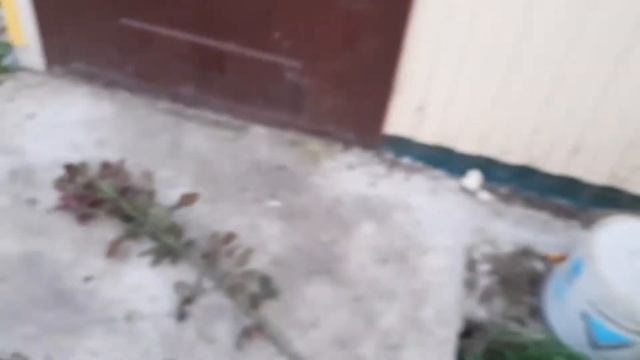 поломала свои розы при поливе смотреть онлайн