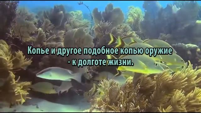 К чему снится Копье сонник, толкование сна