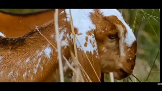 Реклама сыра