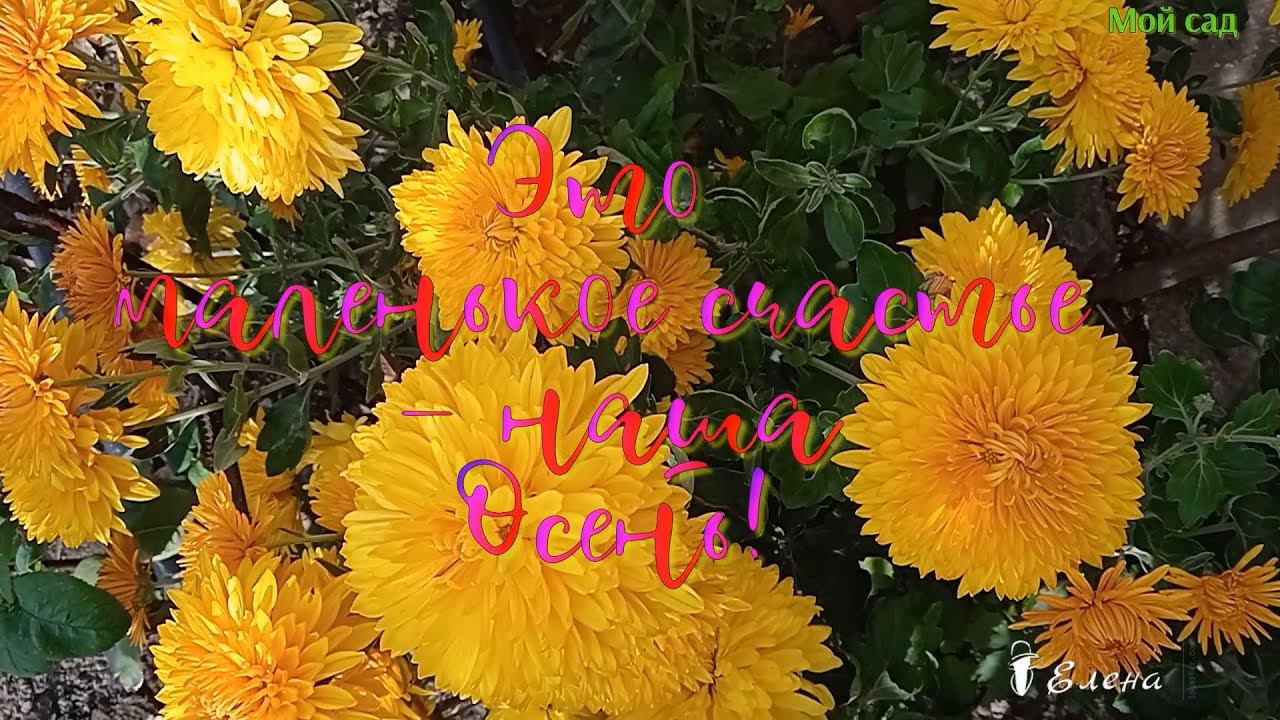 Это маленькое счастье – наша ОСЕНЬ*  Мой САД