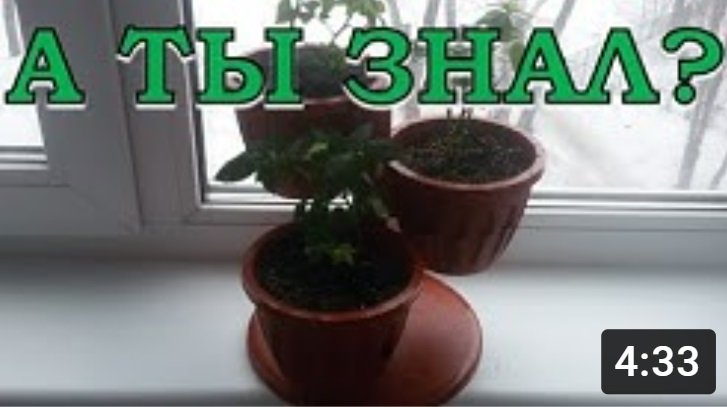 Как пересадить КОМНАТНУЮ РОЗУ????