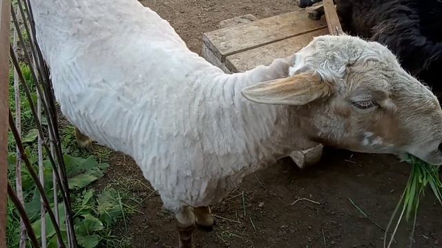 Осенняя стрижка. 2сентября 2021 год. смотреть онлайн