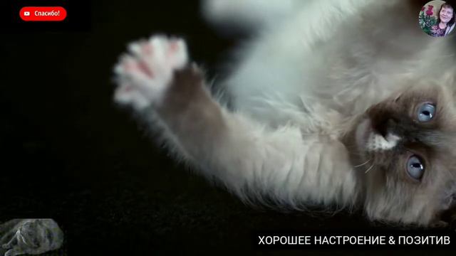 Отряхивающиеся коты.😸 смотреть онлайн