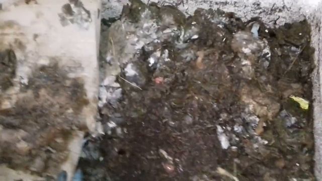 Белые мелкие червячки-что это?