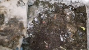 Белые мелкие червячки-что это?