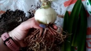 красные пятна на гиппеаструме.Красный ожог.Лечение растения