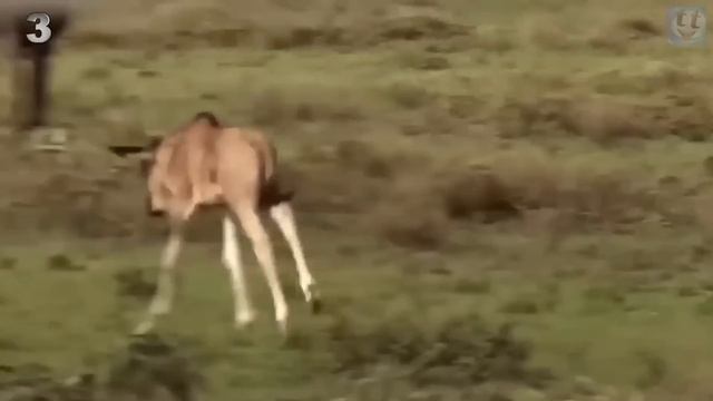 ЛЬВИЦА ПРИНЯЛА КОТЁНКА ЛЕОПАРДА! (6 Удивительных Случаев, Когда Львы Повели Себя Странно) смотреть онлайн