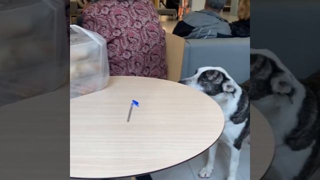 Adventures of a homeless dog. Узнай страну по сюжету. Или: Приключения бездомной собаки в банке. смотреть онлайн