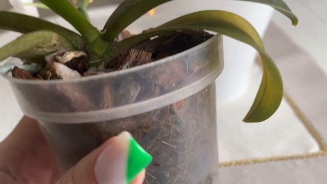 Phalaenopsis Mini Mark. смотреть онлайн