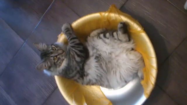 кот в тазу смотреть онлайн