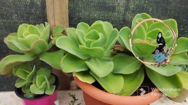 Mi Echeveria Pállida смотреть онлайн