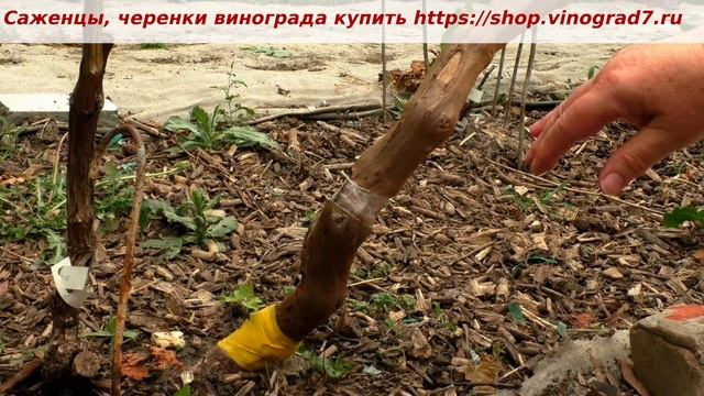 Прививка винограда, окулировка черным в многолетнюю древесину- в штамб куста. Приживаемость. Пузенк смотреть онлайн