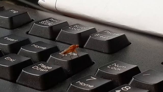 Мерзкий, страшный, красный мух!