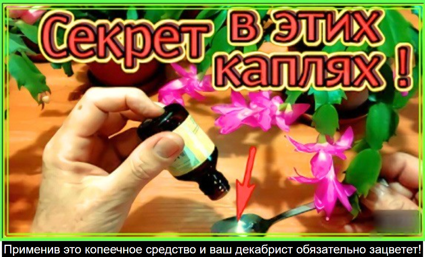 Применив это копеечное средство и ваш декабрист обязательно зацветет! смотреть онлайн