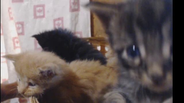 ми мивозраст!мейн-кун!!!!! смотреть онлайн