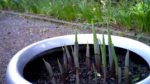 Sum And Substance Hosta Emerging From Ground