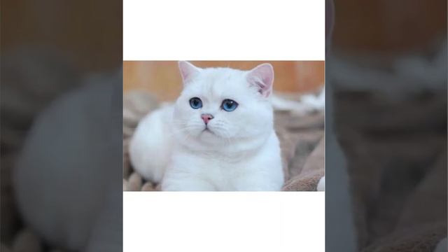 # приметы про белых котов# смотреть онлайн