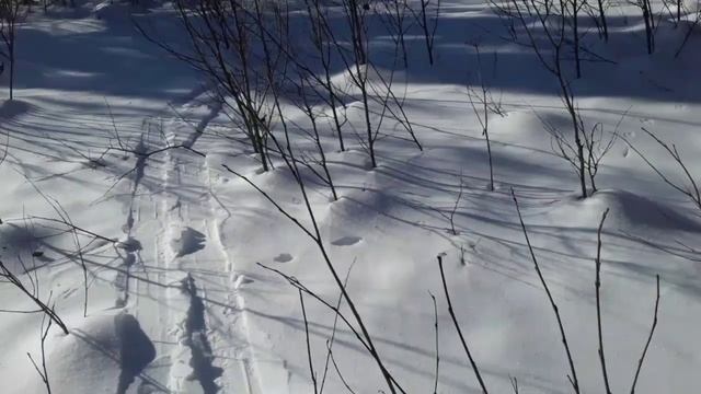 Охота на глухаря 2021. Поиск глухариного тока смотреть онлайн