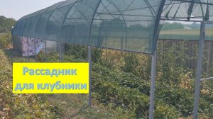 Рассадник для клубники