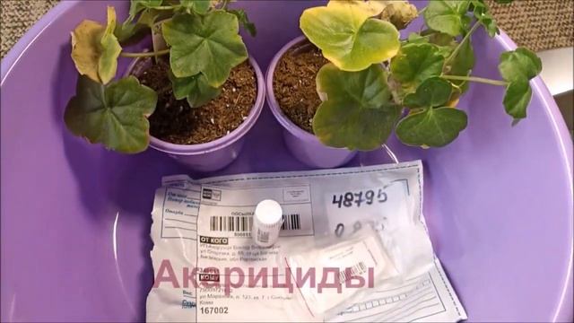 Обнаружила ПАУТИННОГО КЛЕЩА. Что буду делать? | Плющелистные пеларгонии| Вредители| 15.03.2022 смотреть онлайн