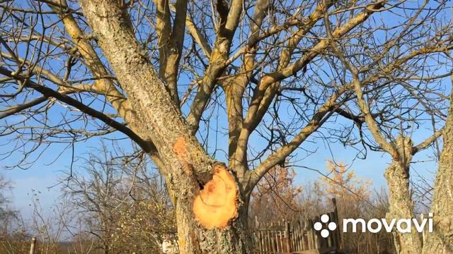 Работы на даче в ноябре Юг России как есть смотреть онлайн