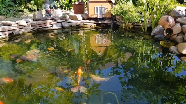 Карпы кои в садовом пруду смотреть онлайн