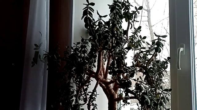 Мои комнатные цветы. смотреть онлайн