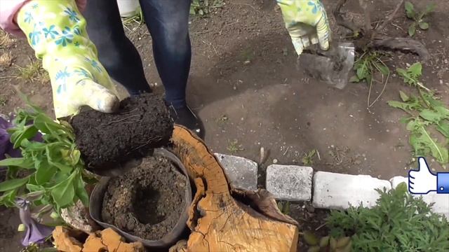 Посадка рассады Петунии в открытый грунт в Цветник из БРЕВНА. смотреть онлайн