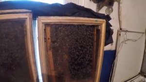 Как сохранить матку до весны Высокотемпературная зимовка пчел