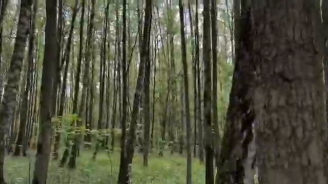 Дама с собачкой. Ева гуляет с собачкой смотреть онлайн