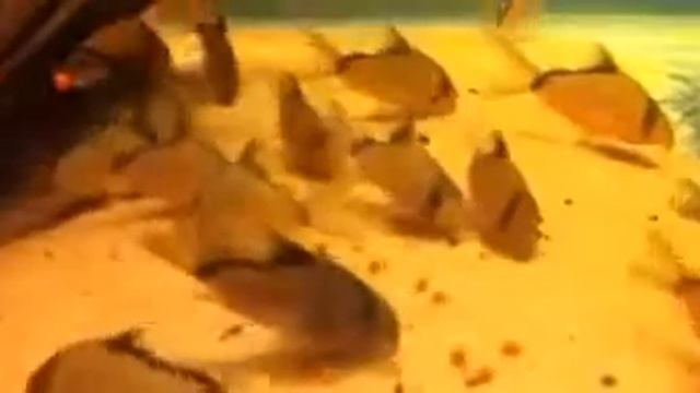 Коридорас (Corydoras) крапчатый сомик содержание, уход, размножение смотреть онлайн